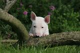 BULL TERRIER MINIATURE 183